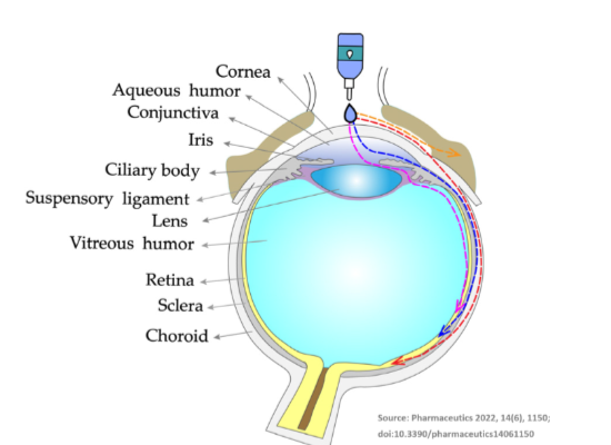 眼球構造與藥物傳遞路徑圖